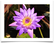 Cape Blue Water Lily [Nymphaea   Capensis] - Rob Sparkes